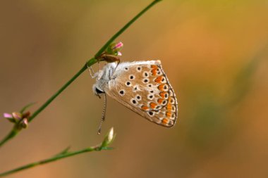 Makro çekimler, güzel doğa sahneleri. Yaklaş, güzel kelebek yaz bahçesindeki çiçekte oturuyor..