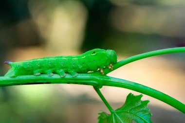 Makro çekimler, güzel doğa sahneleri. Yaklaş güzel kelebek tırtılı  