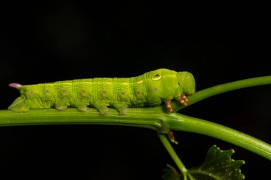 Makro çekimler, güzel doğa sahneleri. Yaklaş güzel kelebek tırtılı  