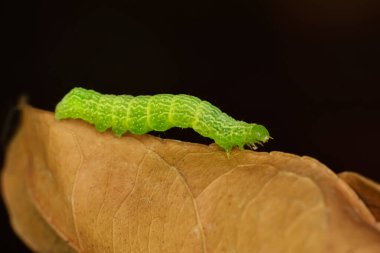 Makro çekimler, güzel doğa sahneleri. Yaklaş güzel kelebek tırtılı  