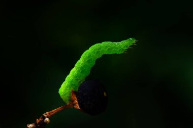 Makro çekimler, güzel doğa sahneleri. Yaklaş güzel kelebek tırtılı  