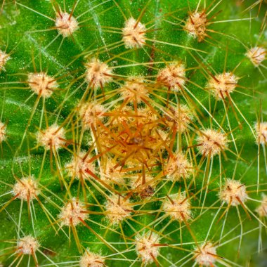 Güzel çiçek açan çöl kaktüsü.