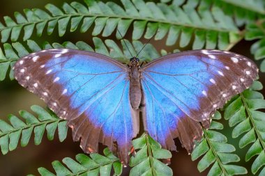 Makro çekimler, güzel doğa sahneleri. Yaklaş, güzel kelebek yaz bahçesindeki çiçekte oturuyor..
