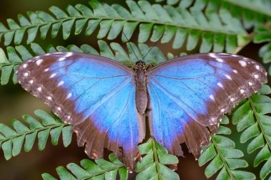 Makro çekimler, güzel doğa sahneleri. Yaklaş, güzel kelebek yaz bahçesindeki çiçekte oturuyor..