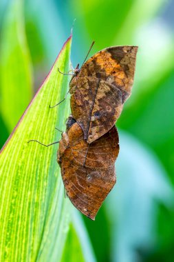 İki kelebek çiftleşiyor. Ölü yaprak kelebeği, Kallima inachus, nam-ı diğer Hint yaprağı, bambu dalında katlanmış kanatlar, ölü yaprak taklidi.