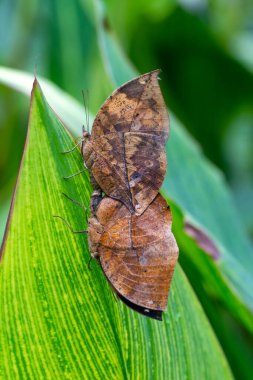 İki kelebek çiftleşiyor. Ölü yaprak kelebeği, Kallima inachus, nam-ı diğer Hint yaprağı, bambu dalında katlanmış kanatlar, ölü yaprak taklidi.
