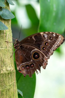 Makro çekimler, güzel doğa sahneleri. Yaklaş, güzel kelebek yaz bahçesindeki çiçekte oturuyor..
