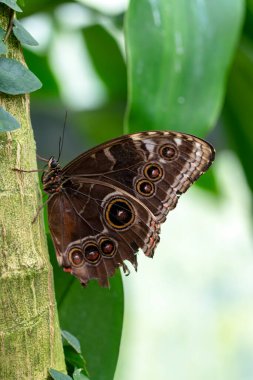 Makro çekimler, güzel doğa sahneleri. Yaklaş, güzel kelebek yaz bahçesindeki çiçekte oturuyor..