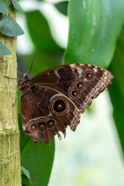 Makro çekimler, güzel doğa sahneleri. Yaklaş, güzel kelebek yaz bahçesindeki çiçekte oturuyor..