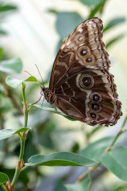 Makro çekimler, güzel doğa sahneleri. Yaklaş, güzel kelebek yaz bahçesindeki çiçekte oturuyor..