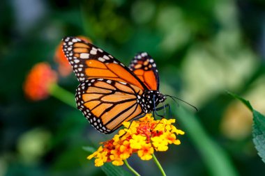 Makro çekimler, güzel doğa sahneleri. Yaklaş, güzel kelebek yaz bahçesindeki çiçekte oturuyor..