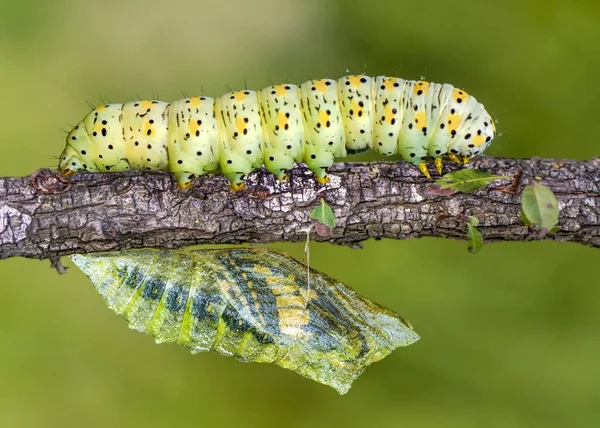Moment Incroyable Papillon Monarque Pupes Cocons Sont Suspendus Transformation Conceptuelle — Photo