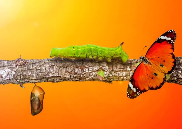 Momento Increíble Mariposa Monarca Pupas Capullos Están Suspendidos Transformación Conceptual — Foto de Stock