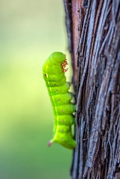 Makro Záběry Krásná Přírodní Scéna Zavřít Krásný Housenka Motýla — Stock fotografie