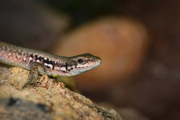 Closeup Beautiful Lizard Garden — Stock Photo, Image