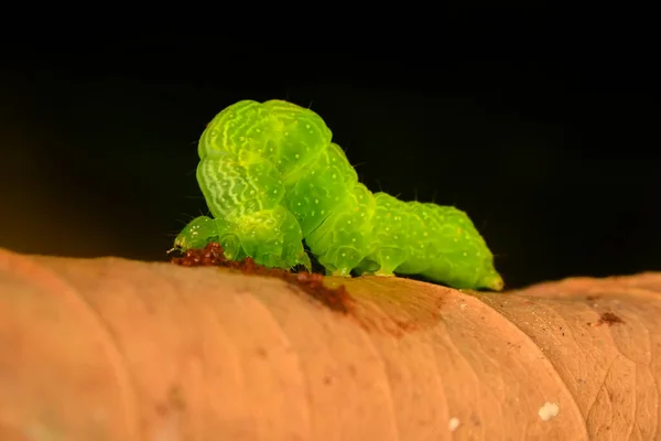 Makro Çekimler Güzel Doğa Sahneleri Yaklaş Güzel Kelebek Tırtılı — Stok fotoğraf
