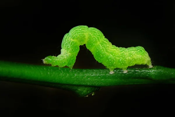 Macro Shots Bela Cena Natureza Close Bela Lagarta Borboleta — Fotografia de Stock