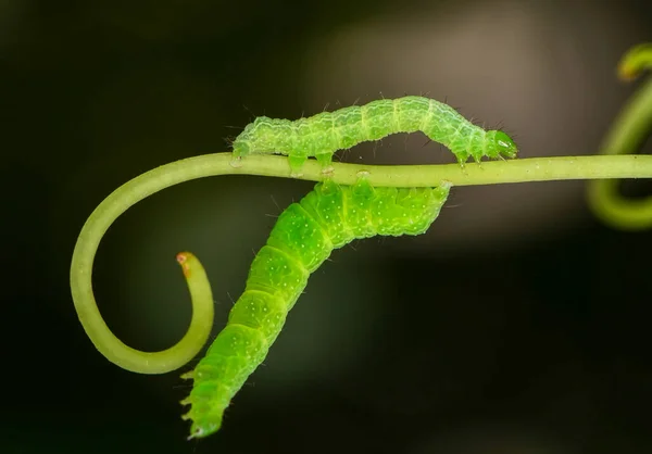 Makro Záběry Krásná Přírodní Scéna Zavřít Krásný Housenka Motýla — Stock fotografie