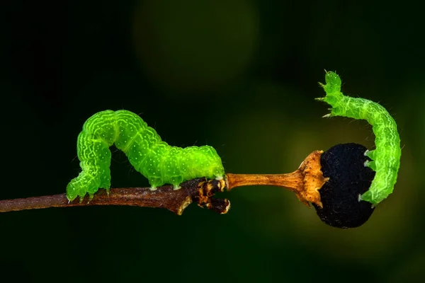 Zbliżenie Piękne Aterpillar Jaskółczy Ogon — Zdjęcie stockowe