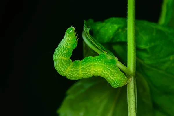 Makro Záběry Krásná Přírodní Scéna Zavřít Krásný Housenka Motýla — Stock fotografie