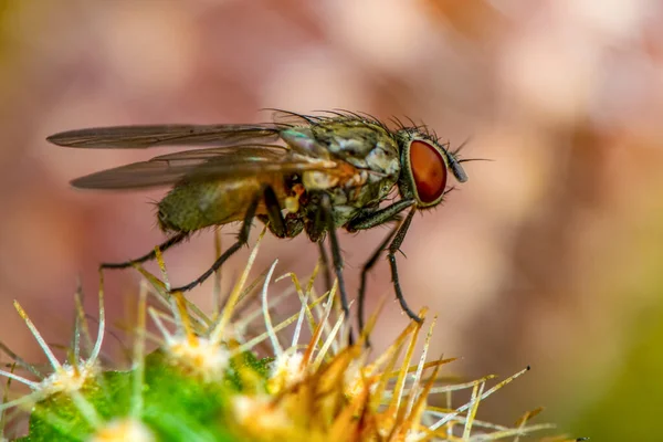 Bir Yaz Bahçesinde Çiçeğin Üzerinde Oturan Güzel Sinek Böceği — Stok fotoğraf