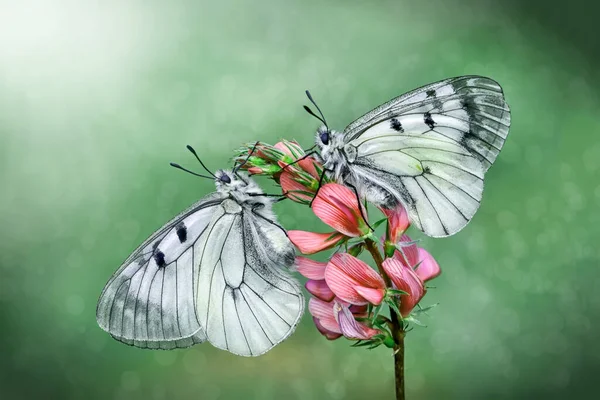 Macro Shots Bela Cena Natureza Closeup Bela Borboleta Sentado Flor — Fotografia de Stock