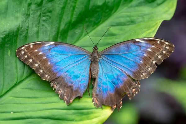 Makro Skott Vacker Natur Scen Närbild Vacker Fjäril Sitter Blomman — Stockfoto