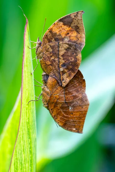 Duas Borboletas Acasalar Borboleta Folhas Mortas Kallima Inachus Aka Indian — Fotografia de Stock