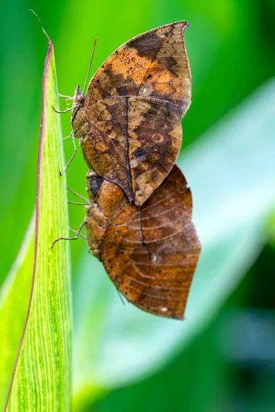 Dvě Páření Motýlů Mrtvý Motýl Listový Kallima Inachus Neboli Indiánské — Stock fotografie
