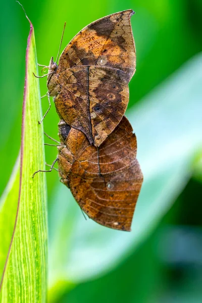 Duas Borboletas Acasalar Borboleta Folhas Mortas Kallima Inachus Aka Indian — Fotografia de Stock