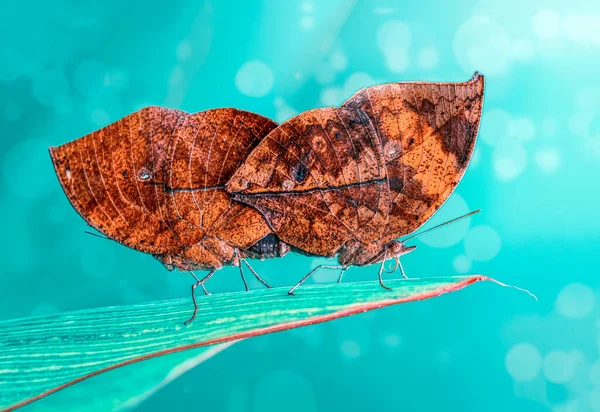 Dos Apareamiento Mariposas Mariposa Hoja Muerta Kallima Inachus También Conocida —  Fotos de Stock