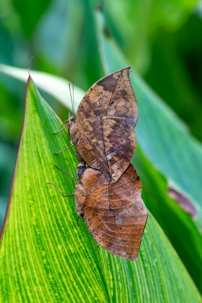 Két Pillangó Párzás Halott Levél Pillangó Kallima Inachus Más Néven — Stock Fotó