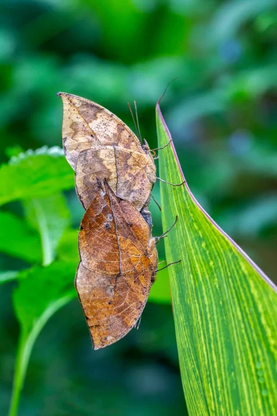 Duas Borboletas Acasalar Borboleta Folhas Mortas Kallima Inachus Aka Indian — Fotografia de Stock