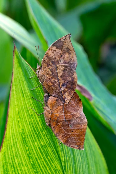 Borboleta Folhas Mortas Kallima Inachus Aka Indian Leafwing Asas Dobradas — Fotografia de Stock