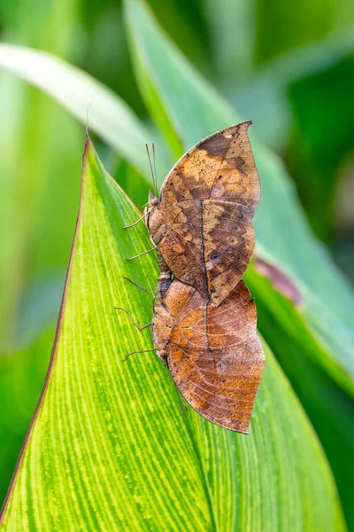 Ölü Yaprak Kelebeği Kallima Inachus Nam Diğer Hint Yaprağı Bambu — Stok fotoğraf