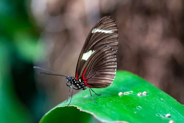 Fotos Macro Hermosa Escena Naturaleza Primer Plano Hermosa Mariposa Sentada — Foto de Stock