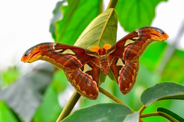 蛾在植物假发上的宏观摄影 — 图库照片
