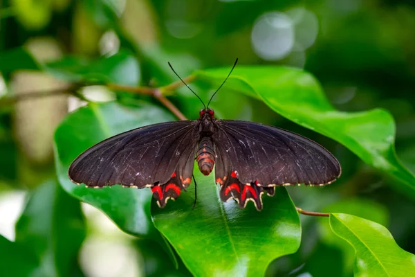 Makroaufnahmen Schöne Naturszene Nahaufnahme Schöner Schmetterling Sitzt Auf Der Blume — Stockfoto