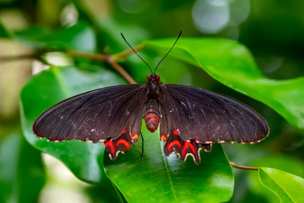 Makro Skott Vacker Natur Scen Närbild Vacker Fjäril Sitter Blomman — Stockfoto