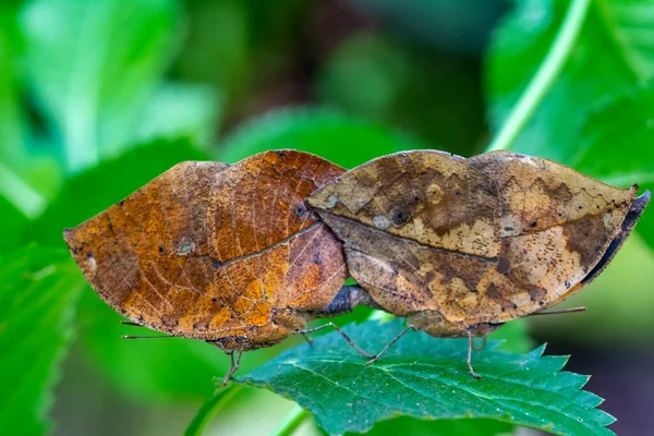 잎파리로 알려져 나뭇잎 흉내를 대나무 날개들 — 스톡 사진