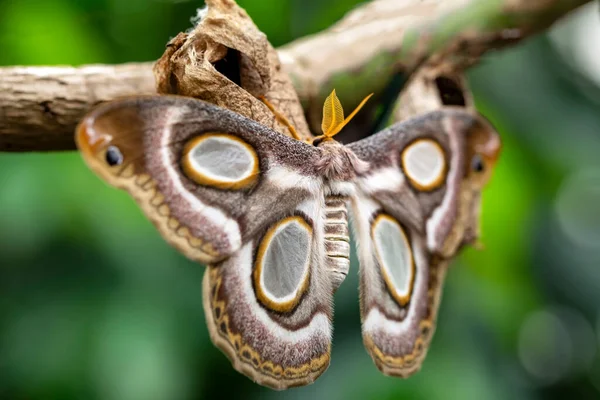 Makrofotografi Moth Twig Plant — Stockfoto