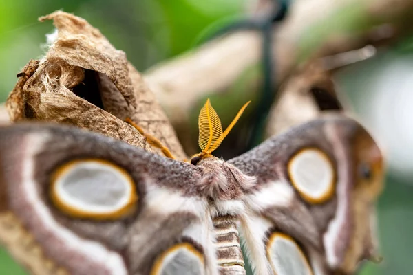 Macro Fotografia Traça Galho Planta — Fotografia de Stock