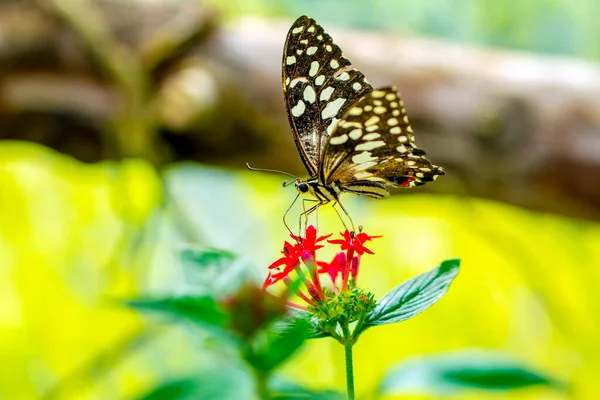 Fotos Macro Hermosa Escena Naturaleza Primer Plano Hermosa Mariposa Sentada — Foto de Stock