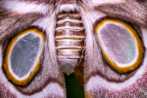 マクロ蝶の羽の背景 — ストック写真