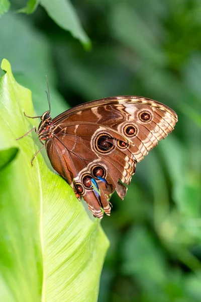 Makroaufnahmen Schöne Naturszene Nahaufnahme Schöner Schmetterling Sitzt Auf Der Blume — Stockfoto