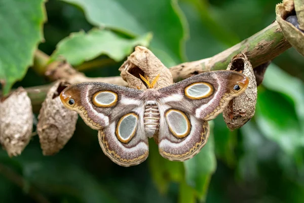 Macro Shots Bela Cena Natureza Closeup Bela Borboleta Sentado Flor — Fotografia de Stock