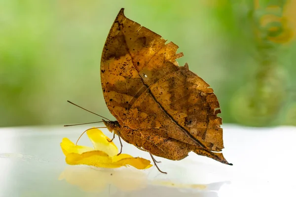 枯叶蝴蝶 卡利玛 Inachus 又名印度叶翅 立翅折在竹枝上 模仿枯叶 — 图库照片