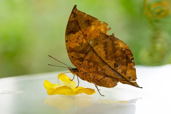 Borboleta Folhas Mortas Kallima Inachus Aka Indian Leafwing Asas Dobradas — Fotografia de Stock