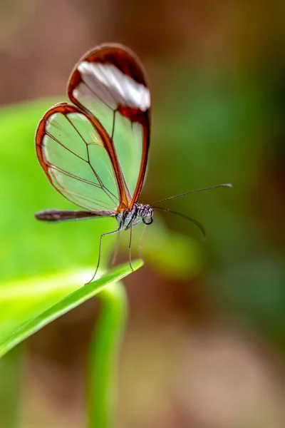 Macro Shots Bela Cena Natureza Closeup Bela Borboleta Sentado Flor — Fotografia de Stock