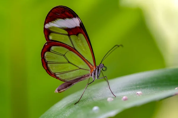 Strzały Makro Piękna Scena Natury Zbliżenie Piękny Motyl Siedzi Kwiat — Zdjęcie stockowe